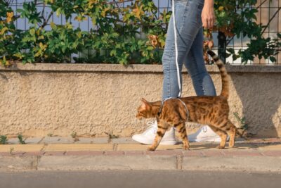 8 Best Exercises for Cat Weight Loss