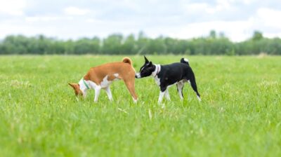 Why Do Dogs Sniff Butts? Why Do Dogs Sniff Butts?