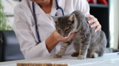 Signs of Heart Failure in Cats