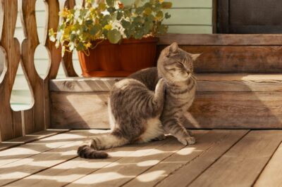 Cyclosporine for Cats