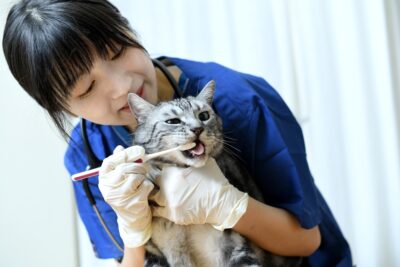 Healthy Cat Gums: What Should They Look Like?