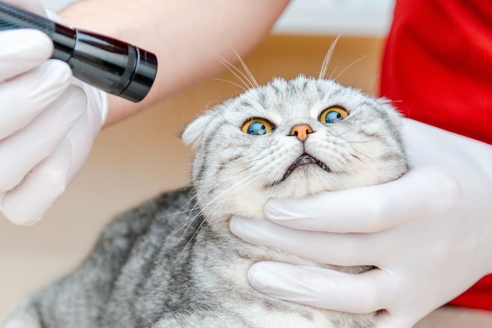 Veterinarian examining cat eyes