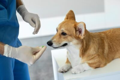 6 Vet-Approved Supplements for Dogs with Cancer