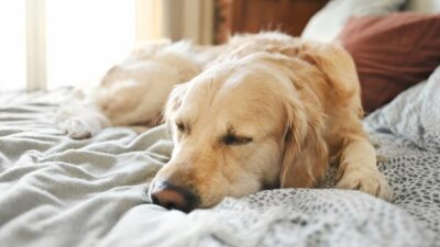 Irritable Bowel Syndrome (IBS) in Dogs