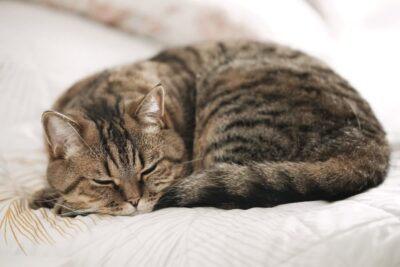 15 Cat Liver Failure Symptoms You Shouldn’t Ignore