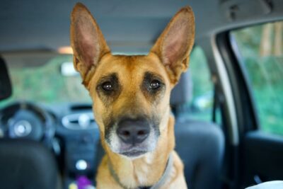 Can Dogs Have ADHD?