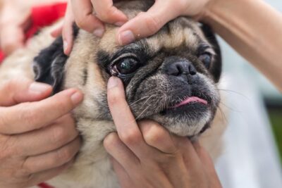 Dog Eye Infection: Symptoms and Treatment Options