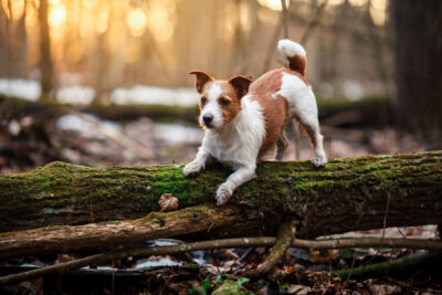 Why Isn’t My Dog Jumping Anymore?