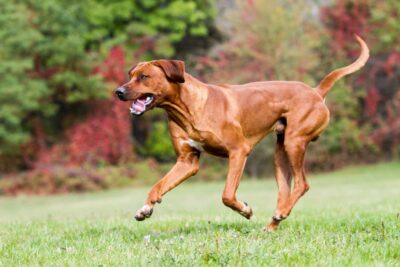 Torn ACL in Dogs: Understanding Cruciate Ligament Injuries