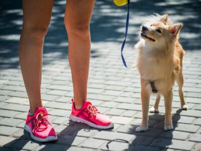 Why Is My Dog Walking Slow? 