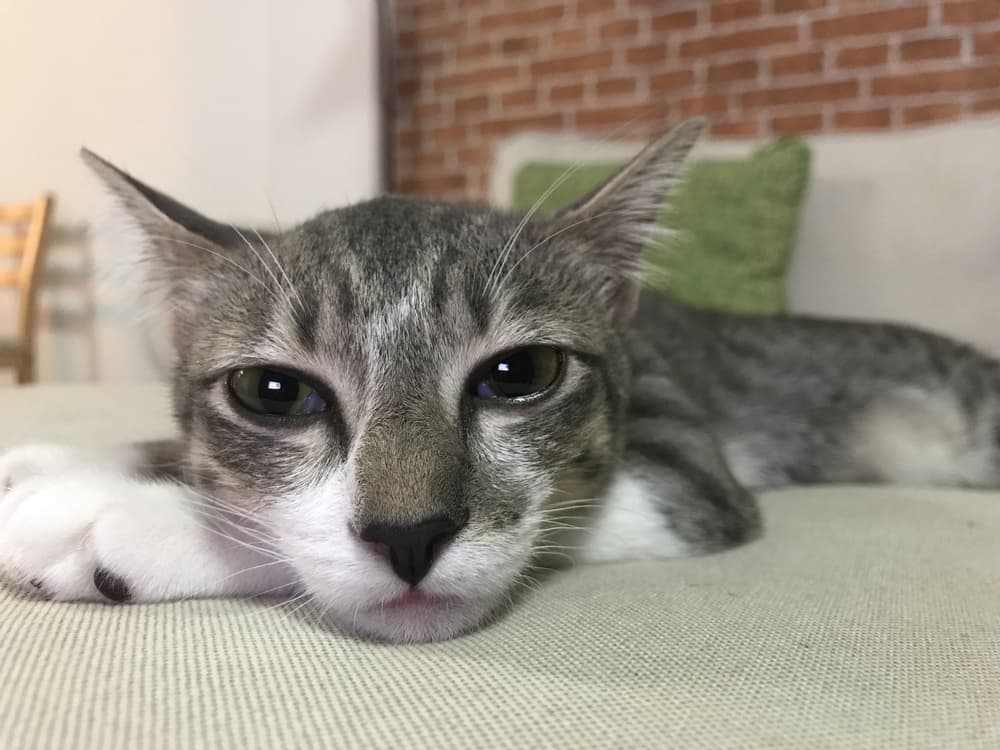 Sick cat with watery eyes