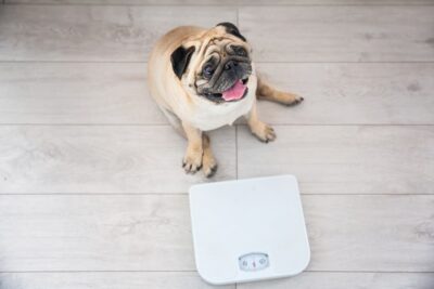 How to Weigh Your Pet at Home