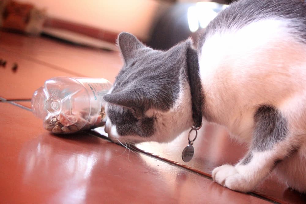 Cat plays with a food puzzle