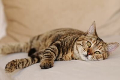 Saddle Thrombus in Cats