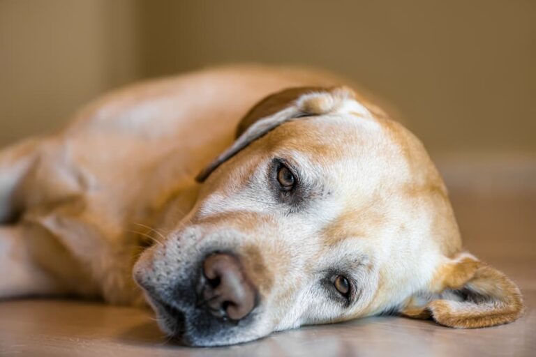 Yellow Labrador resting
