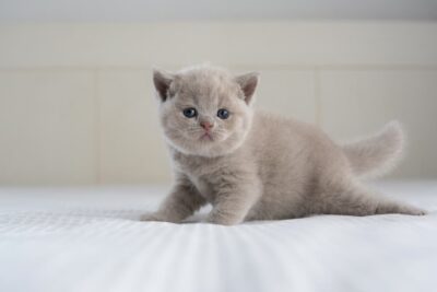 When Do Kittens Start Walking?