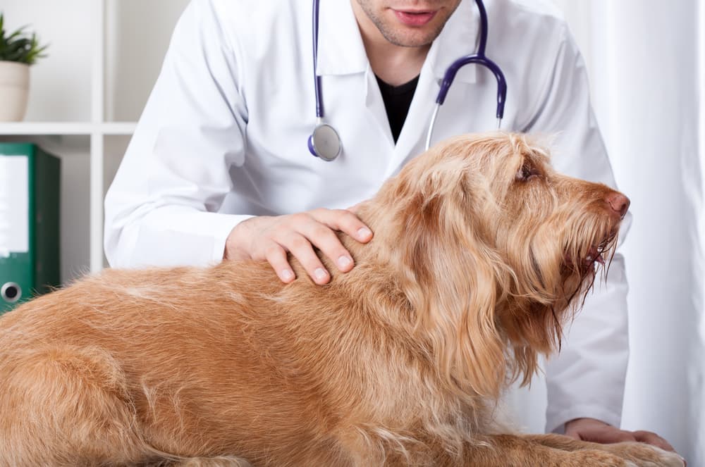 Vet examining dog at office