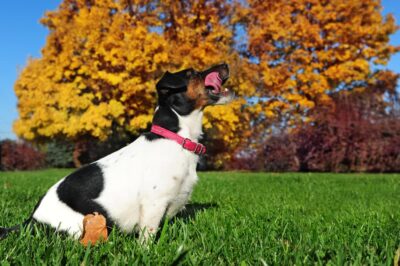 Why Do Dogs Lick the Air?