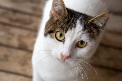 Runny Nose in Cats: 8 Causes to Consider