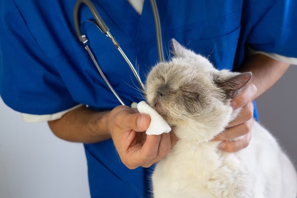 Vet tech wiping cat nose