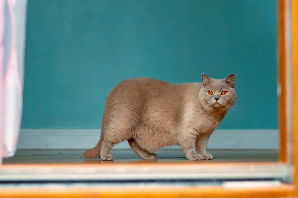 Obese cat stands at top of steps
