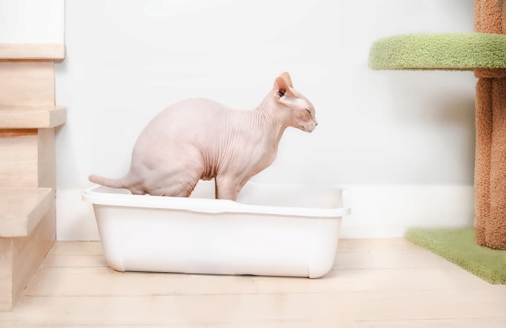 Sphynx cat straining to pee