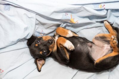 Umbilical Hernia in Puppies