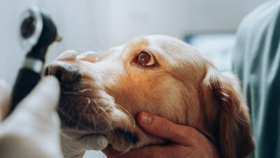 Pannus in Dogs: Symptoms and Treatment Options