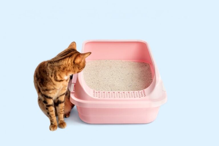 Cat looking at litter box