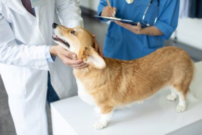 How Often Should I Take My Dog to the Vet?