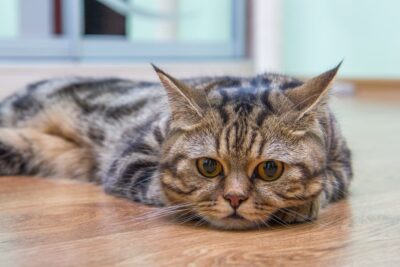 7 Symptoms of Intestinal Parasites in Cats