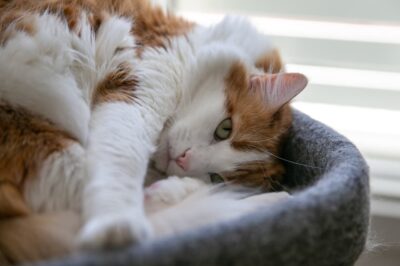 Pillow Foot in Cats
