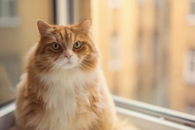 Cat Obesity: Risks, Symptoms and Solutions