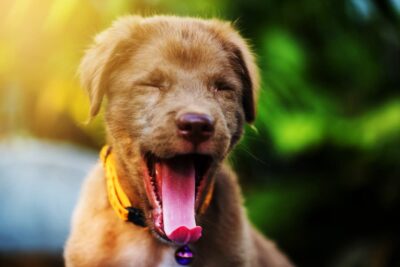 Why Do Dogs Yawn?