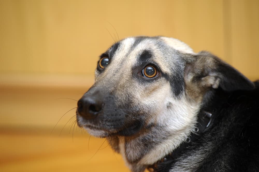 Dog looking concerned