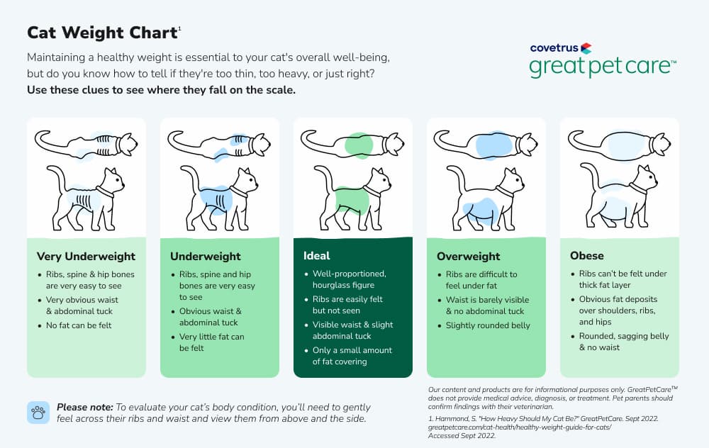 Cat Weight Chart