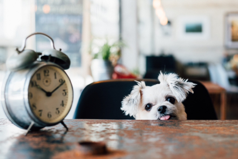 Dog looking at clock