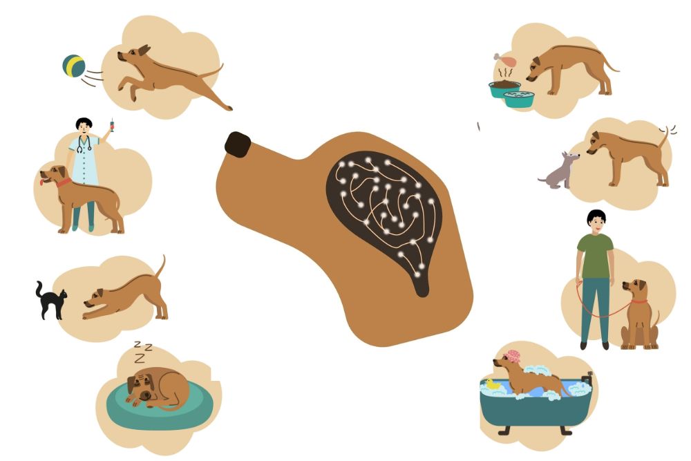 illustration of dog brain