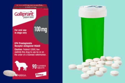Galliprant Vs. Gabapentin: Which Is Best for My Dog?
