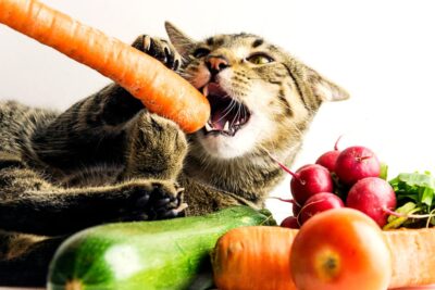 Can Cats Eat Carrots? Can Cats Eat Carrots?