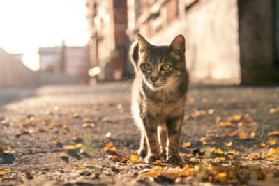 How to Find a Lost Cat: 6 Tips for Reuniting