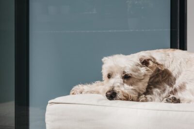 Ichthyosis in Dogs Ichthyosis in Dogs
