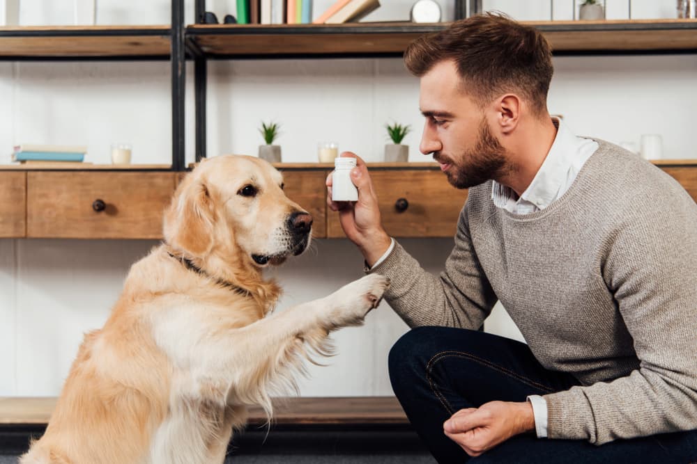 Pet parent training Golden Retriever to take pills