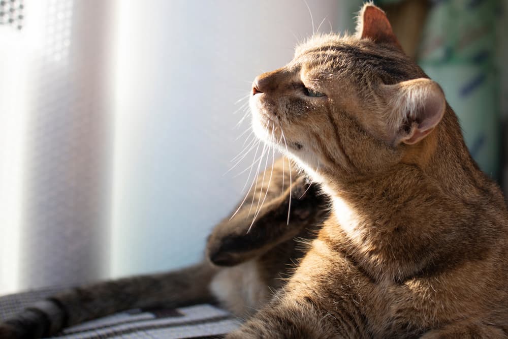 Indoor cat scratching and itching