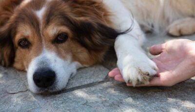 Dog Nail Bleeding: Causes and How to Stop It