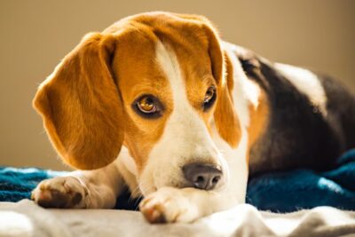 Apoquel Vs. Zyrtec for Dogs: Comparison Guide