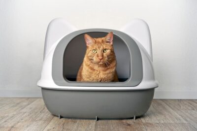 Runny Cat Poop: 6 Causes and How to Help Runny Cat Poop: 6 Causes and How to Help