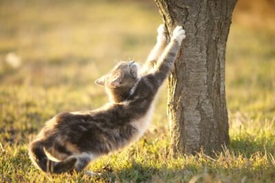 Why Do Cats Scratch? Why Do Cats Scratch?