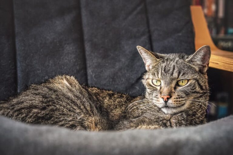 Tabby cat resting