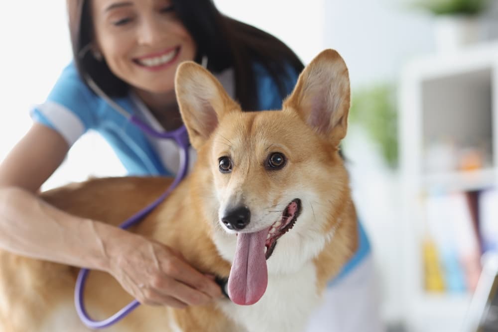 Corgi at vet getting heart checked